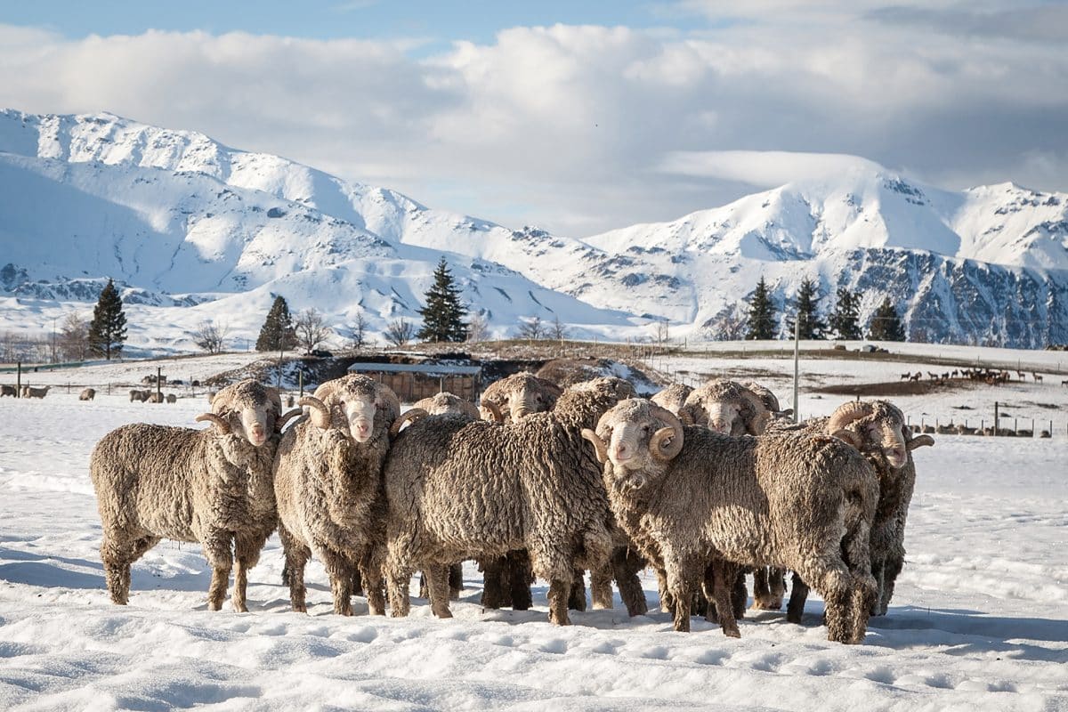 Sheep standing in the snow